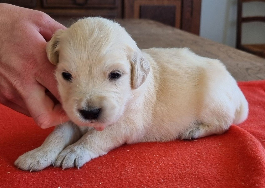 des hirondelles du voyage - Chiots disponibles - Golden Retriever