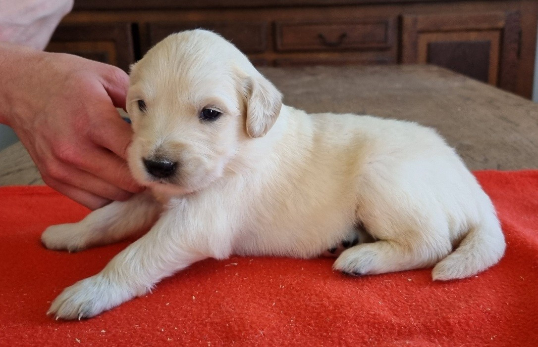 des hirondelles du voyage - Chiots disponibles - Golden Retriever