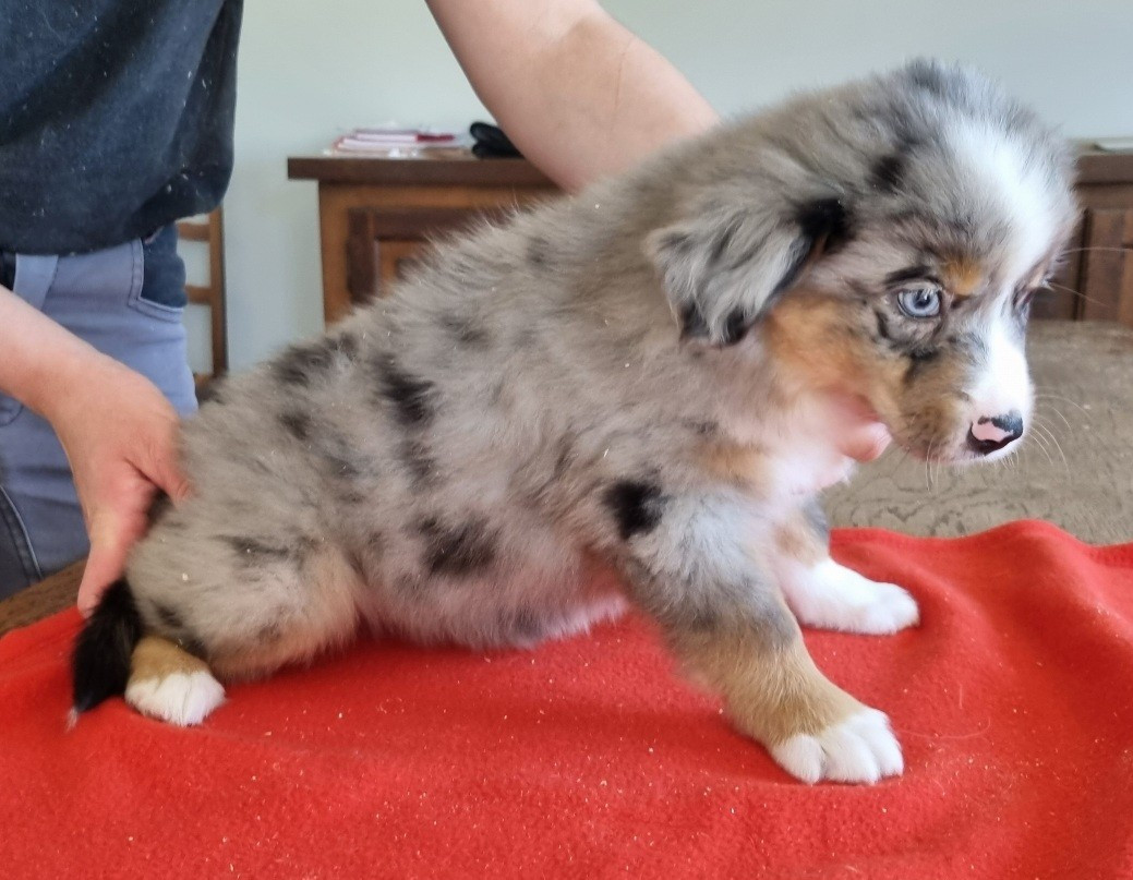 des hirondelles du voyage - Chiots disponibles - Berger Américain Miniature 