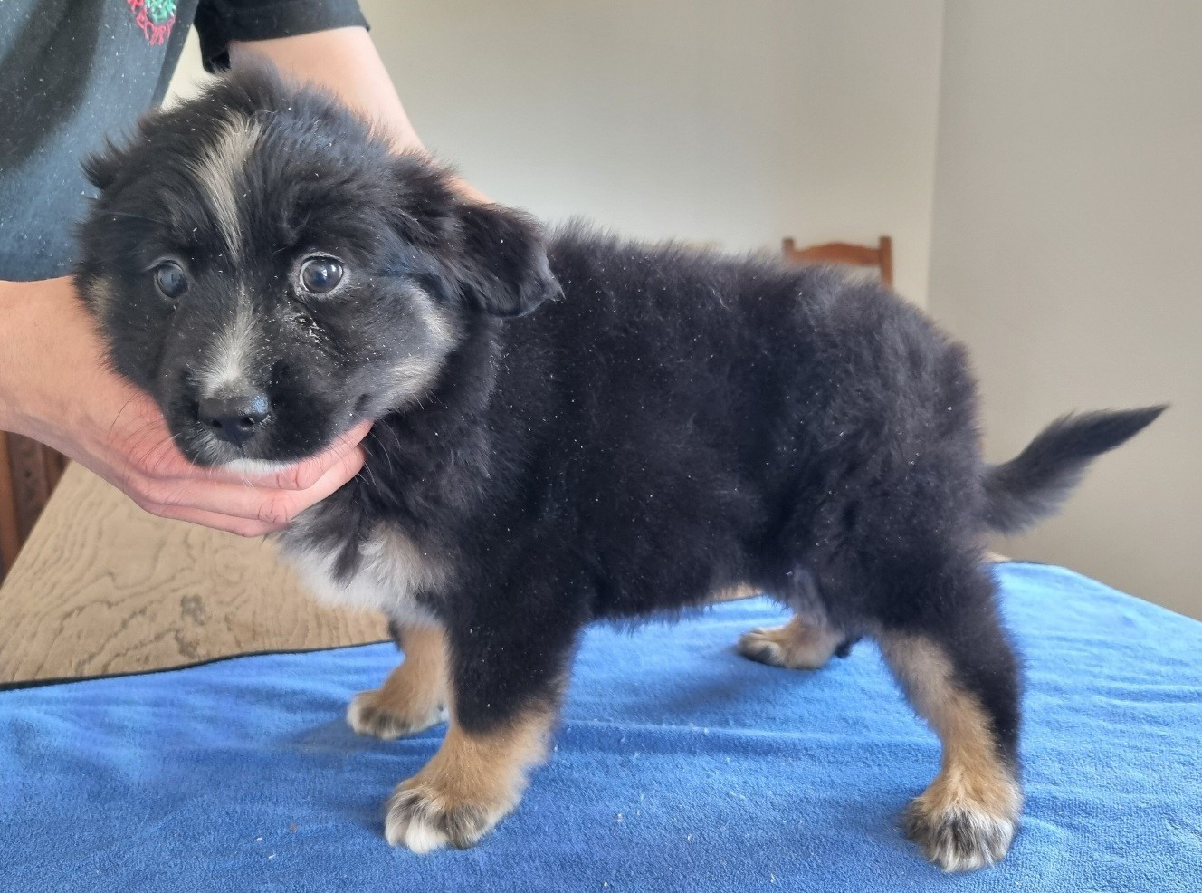 des hirondelles du voyage - Chiots disponibles - Berger Américain Miniature 
