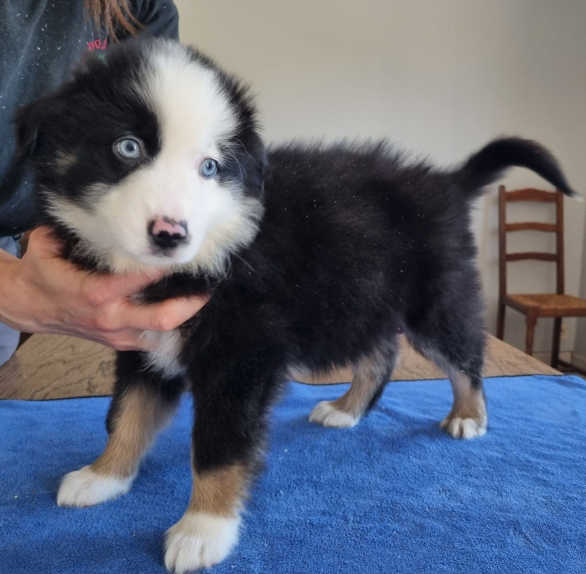 des hirondelles du voyage - Chiots disponibles - Berger Américain Miniature 