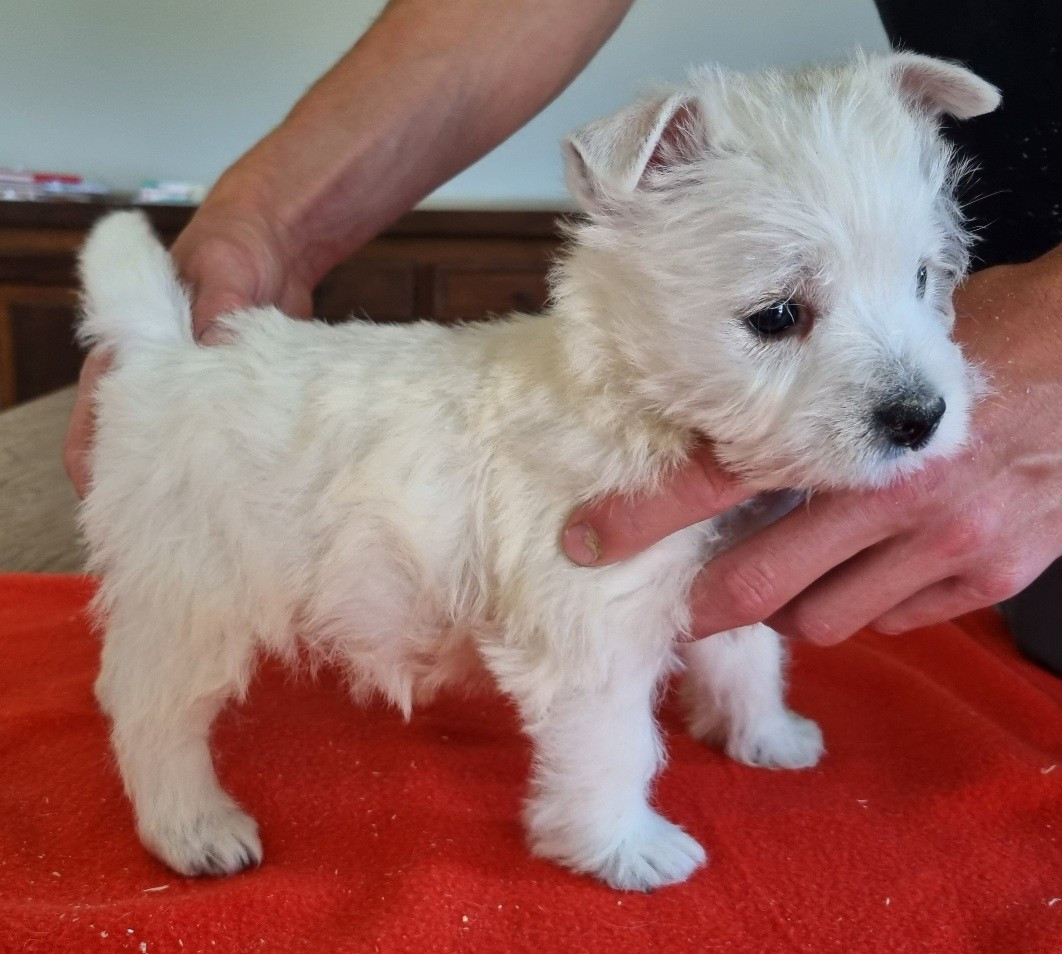 des hirondelles du voyage - Chiots disponibles - West Highland White Terrier