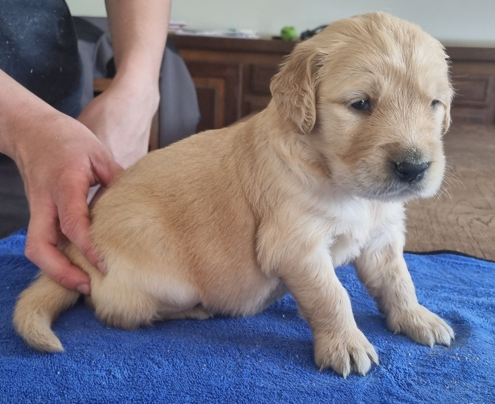 des hirondelles du voyage - Chiots disponibles - Golden Retriever