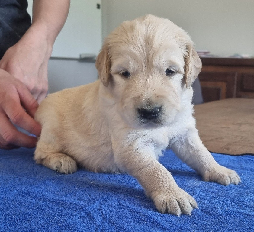 des hirondelles du voyage - Chiots disponibles - Golden Retriever