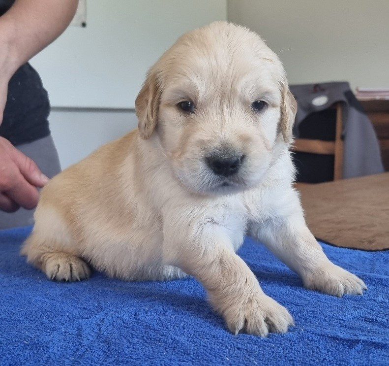 des hirondelles du voyage - Chiots disponibles - Golden Retriever