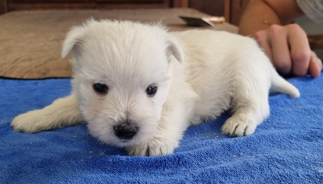 des hirondelles du voyage - Chiots disponibles - West Highland White Terrier