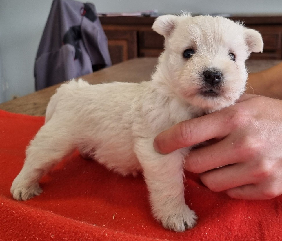 des hirondelles du voyage - Chiots disponibles - West Highland White Terrier