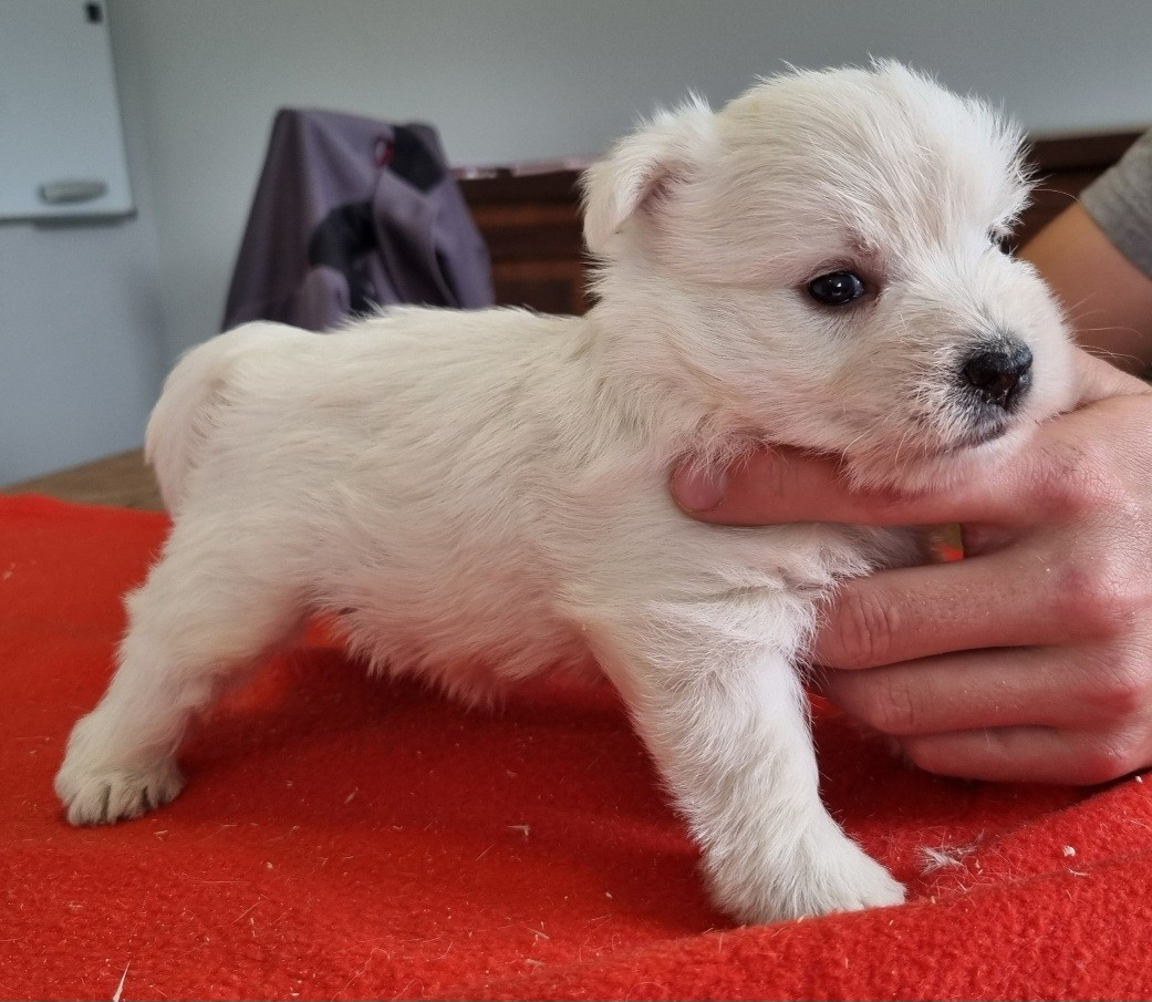 des hirondelles du voyage - Chiots disponibles - West Highland White Terrier