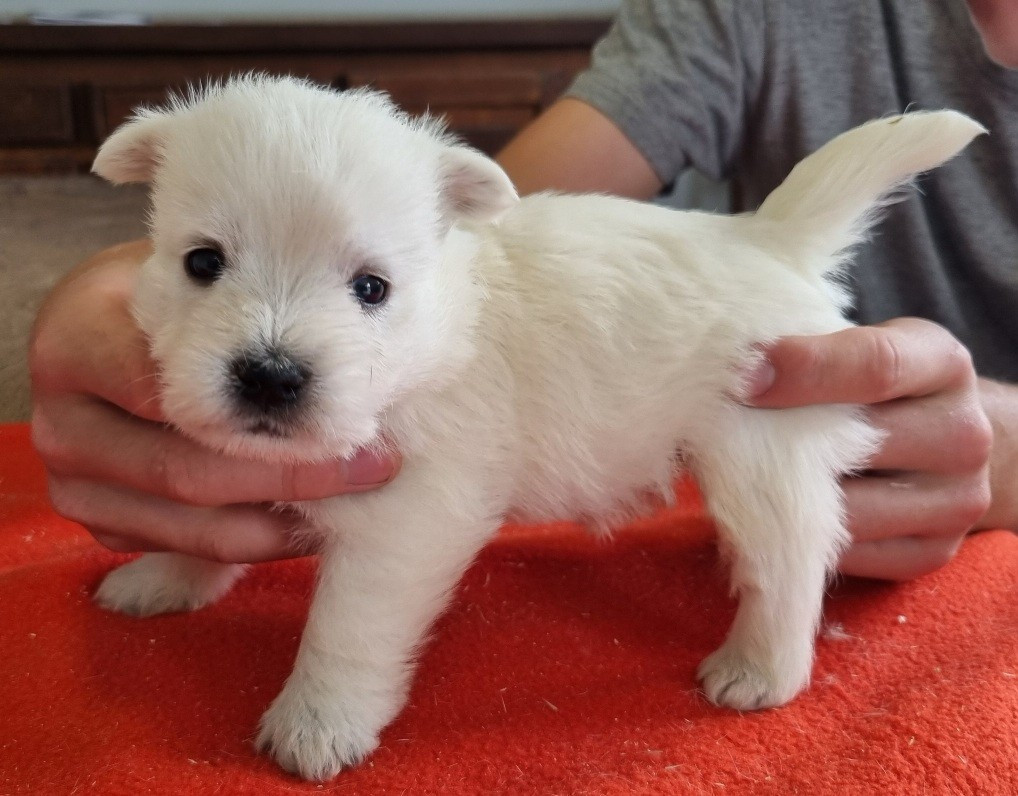 des hirondelles du voyage - Chiots disponibles - West Highland White Terrier