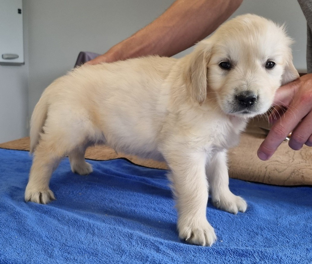des hirondelles du voyage - Chiots disponibles - Golden Retriever