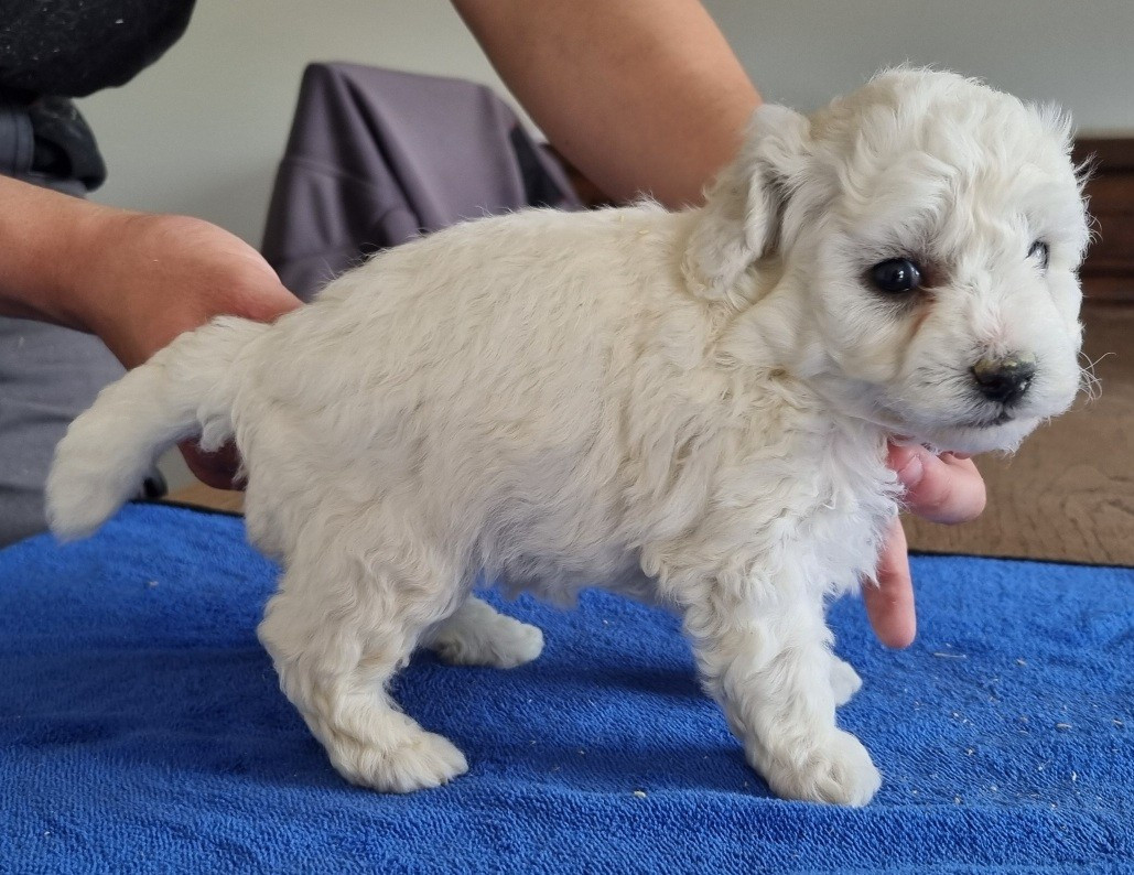 des hirondelles du voyage - Chiots disponibles - Bichon Frise