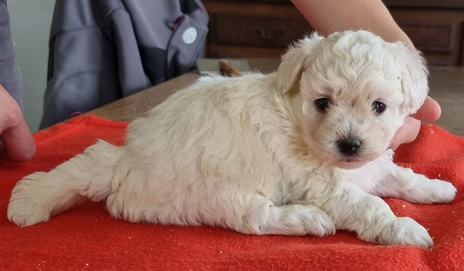 des hirondelles du voyage - Chiots disponibles - Bichon Frise