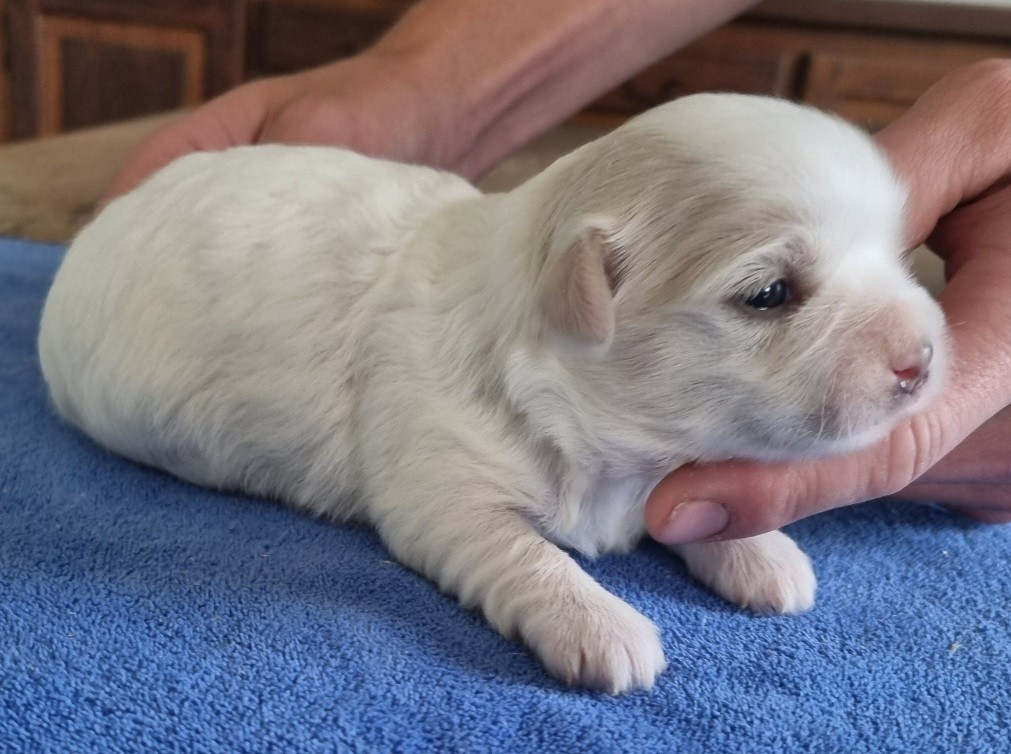 des hirondelles du voyage - Chiots disponibles - Coton de Tulear