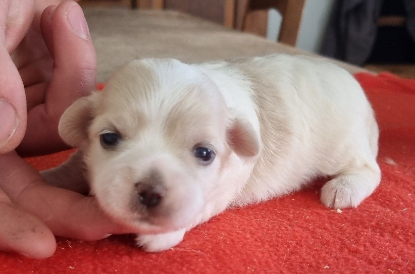 des hirondelles du voyage - Chiots disponibles - Coton de Tulear