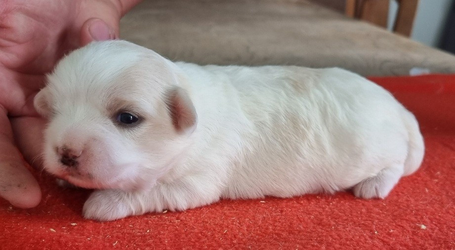 des hirondelles du voyage - Chiots disponibles - Coton de Tulear