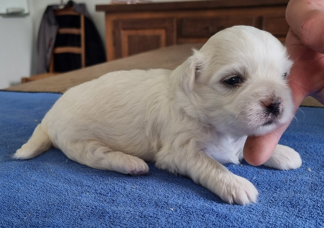 des hirondelles du voyage - Chiots disponibles - Coton de Tulear
