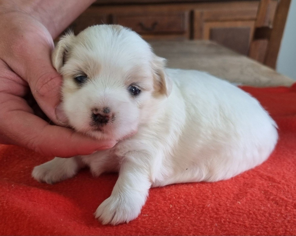 des hirondelles du voyage - Chiots disponibles - Coton de Tulear