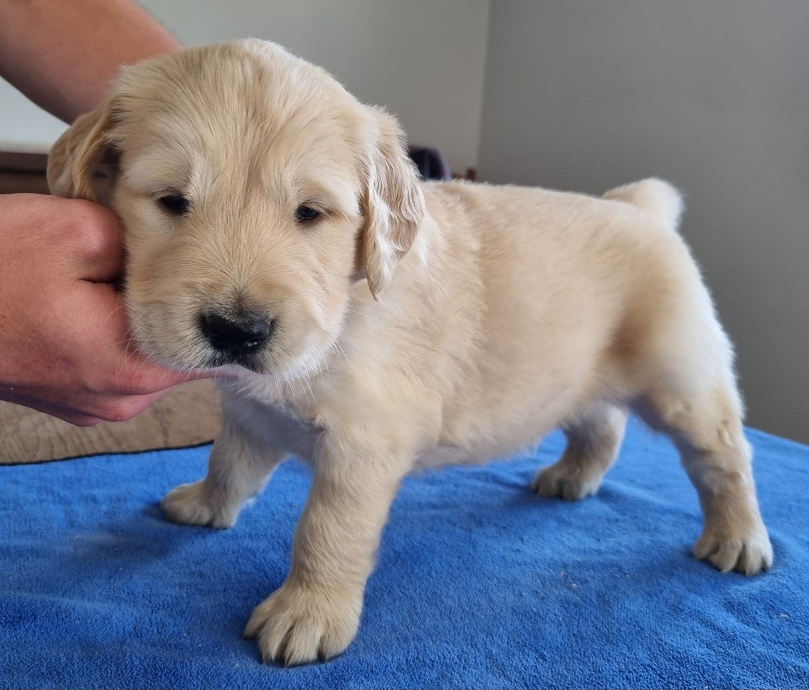 des hirondelles du voyage - Chiots disponibles - Golden Retriever