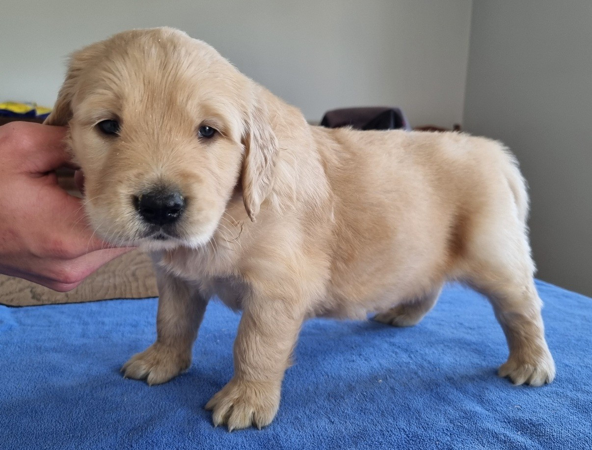 des hirondelles du voyage - Chiots disponibles - Golden Retriever