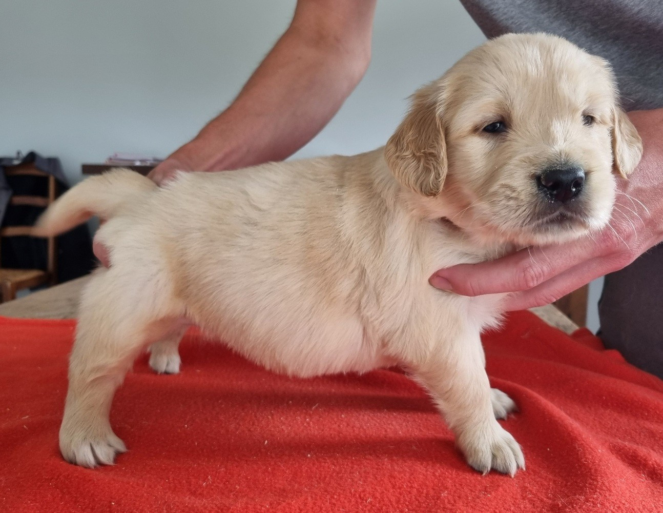 des hirondelles du voyage - Chiots disponibles - Golden Retriever