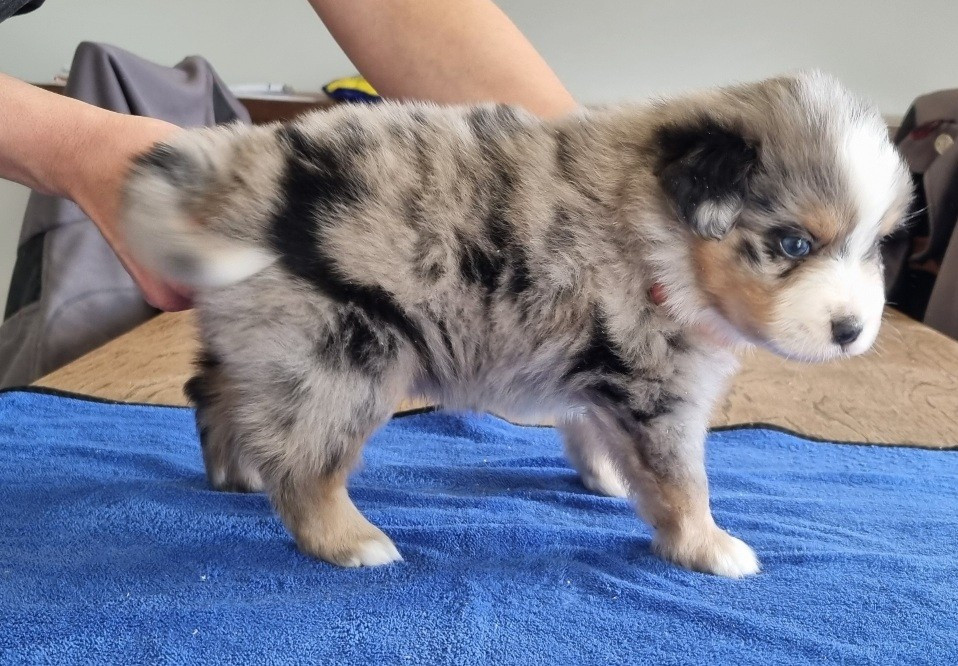 des hirondelles du voyage - Chiots disponibles - Berger Américain Miniature 