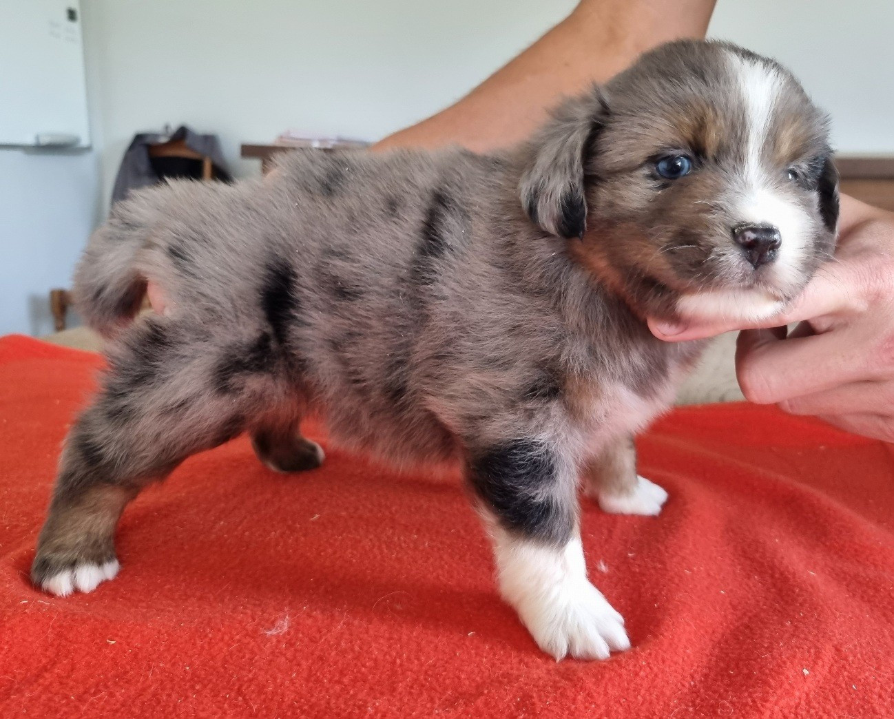 des hirondelles du voyage - Chiots disponibles - Berger Américain Miniature 