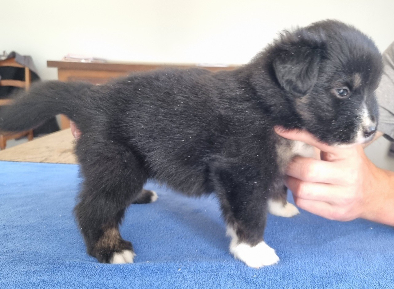 des hirondelles du voyage - Chiots disponibles - Berger Américain Miniature 