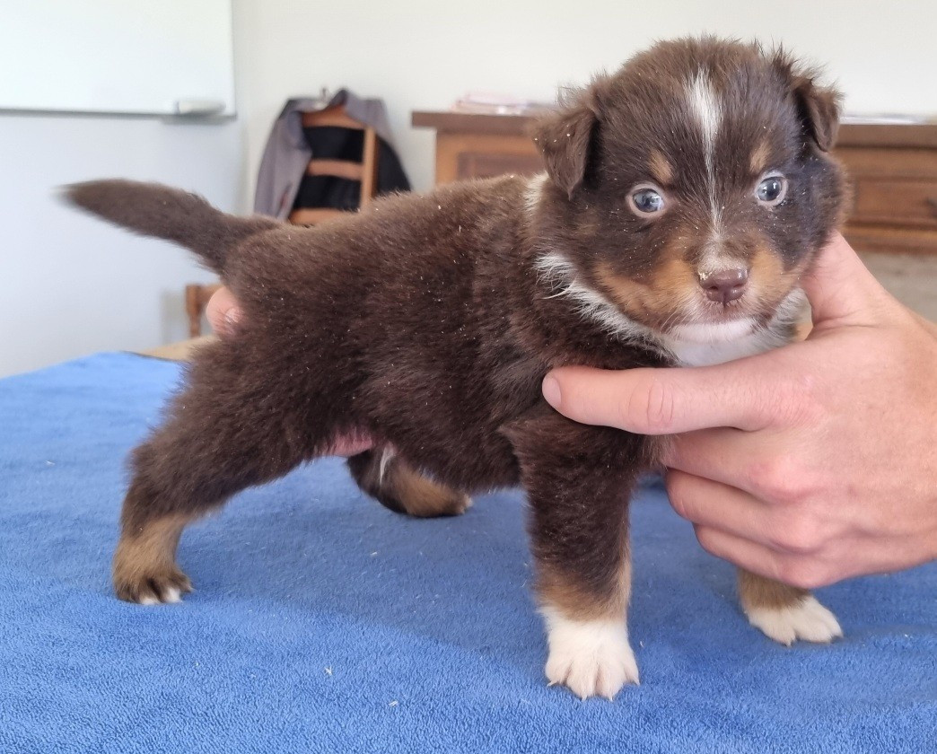 des hirondelles du voyage - Chiots disponibles - Berger Américain Miniature 