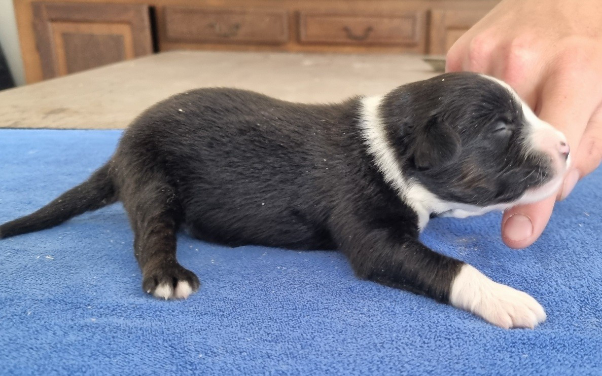 des hirondelles du voyage - Chiots disponibles - Berger Américain Miniature 