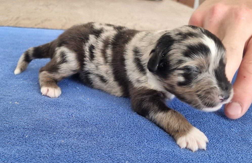 des hirondelles du voyage - Chiots disponibles - Berger Américain Miniature 