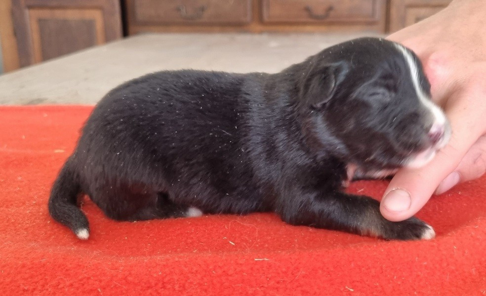 des hirondelles du voyage - Chiots disponibles - Berger Américain Miniature 