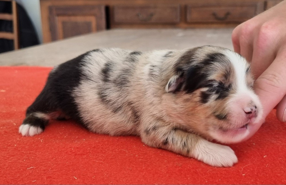 des hirondelles du voyage - Chiots disponibles - Berger Américain Miniature 
