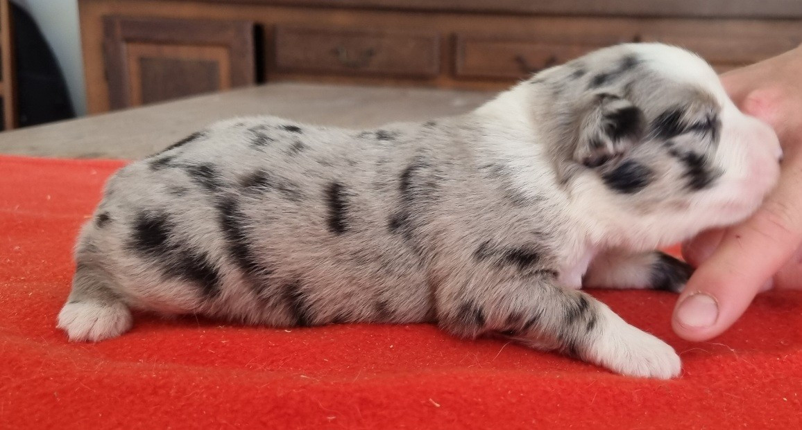 des hirondelles du voyage - Chiots disponibles - Berger Américain Miniature 