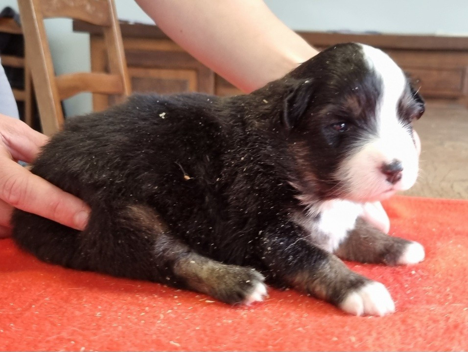 des hirondelles du voyage - Chiots disponibles - Berger Américain Miniature 