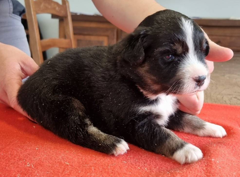 des hirondelles du voyage - Chiots disponibles - Berger Américain Miniature 