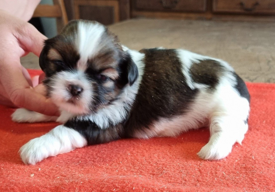 des hirondelles du voyage - Chiots disponibles - Shih Tzu
