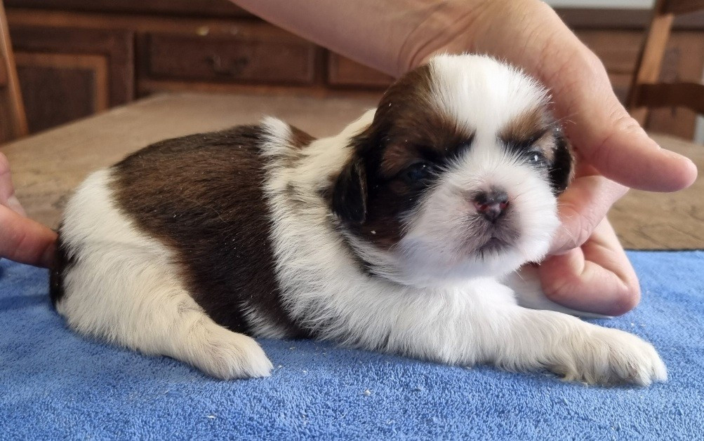 des hirondelles du voyage - Chiots disponibles - Shih Tzu