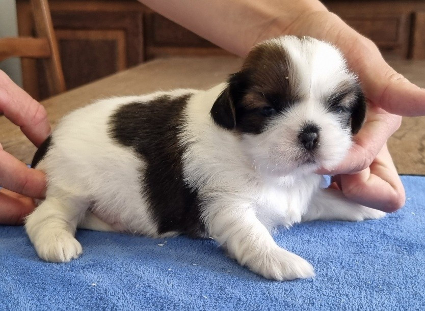 des hirondelles du voyage - Chiots disponibles - Shih Tzu