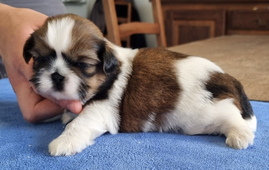 des hirondelles du voyage - Chiots disponibles - Shih Tzu