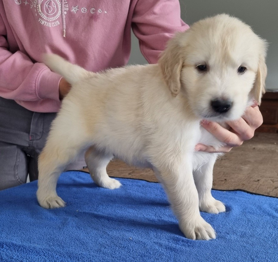 des hirondelles du voyage - Chiots disponibles - Golden Retriever