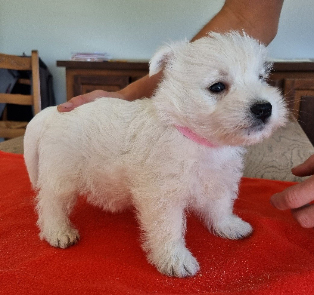 des hirondelles du voyage - Chiots disponibles - West Highland White Terrier