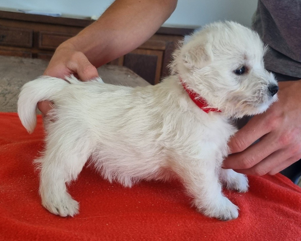 des hirondelles du voyage - Chiots disponibles - West Highland White Terrier