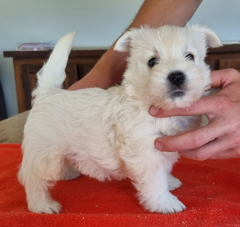 des hirondelles du voyage - Chiots disponibles - West Highland White Terrier