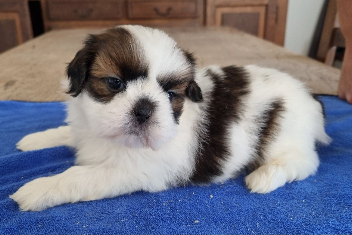des hirondelles du voyage - Chiots disponibles - Shih Tzu