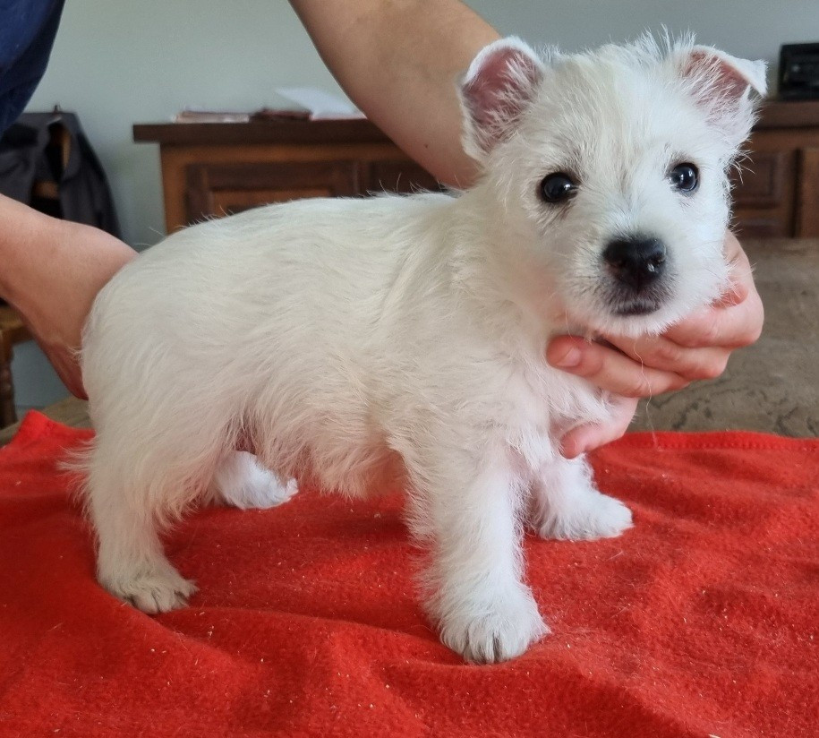 des hirondelles du voyage - Chiots disponibles - West Highland White Terrier