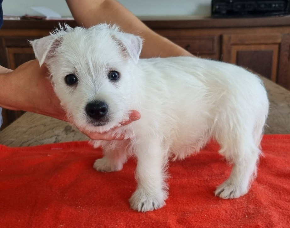 des hirondelles du voyage - Chiots disponibles - West Highland White Terrier