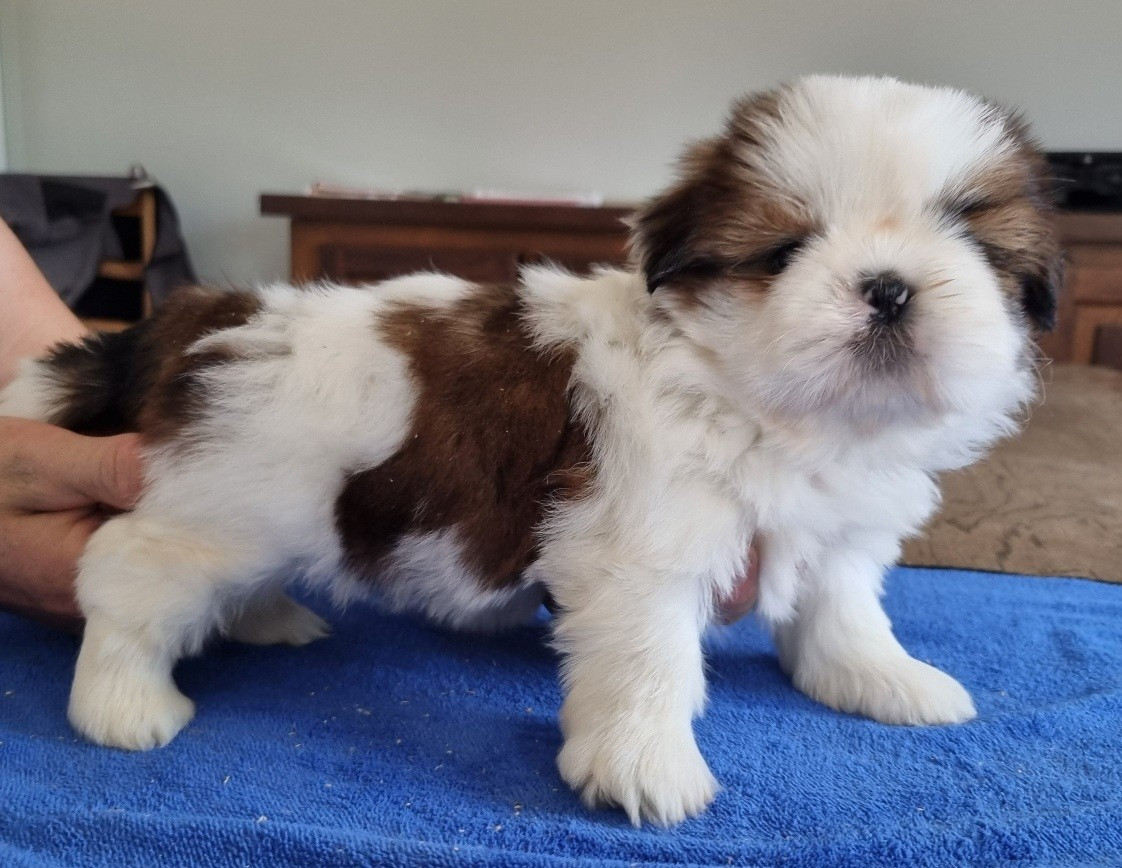 des hirondelles du voyage - Chiots disponibles - Shih Tzu
