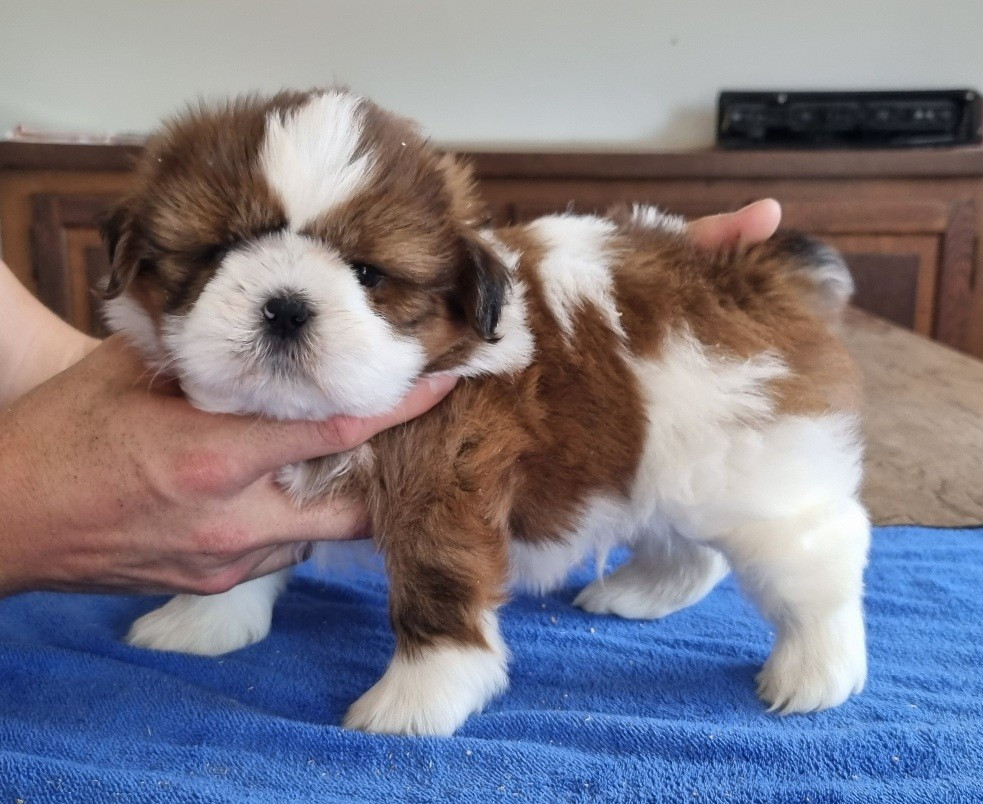 des hirondelles du voyage - Chiots disponibles - Shih Tzu