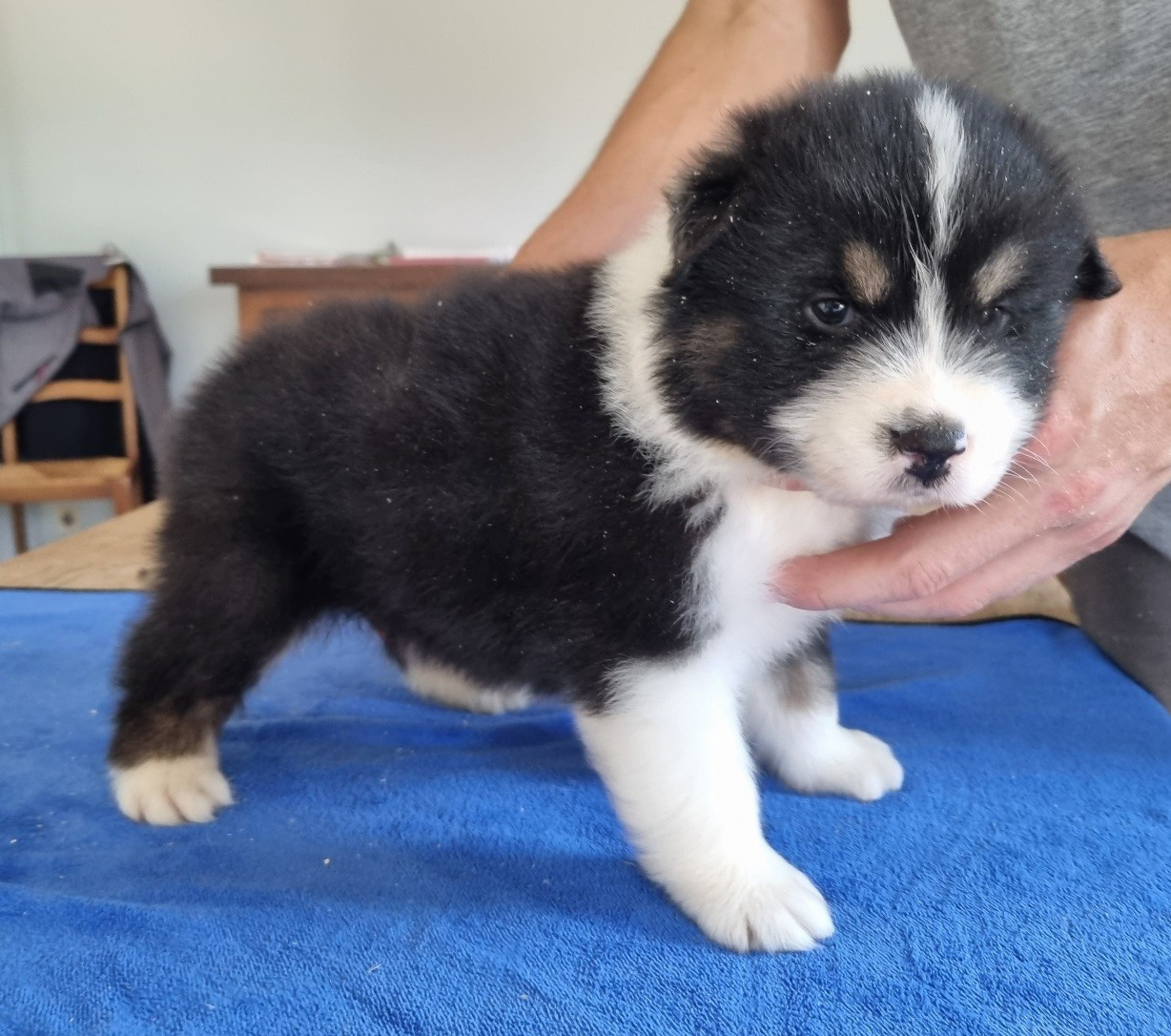des hirondelles du voyage - Chiots disponibles - Berger Australien
