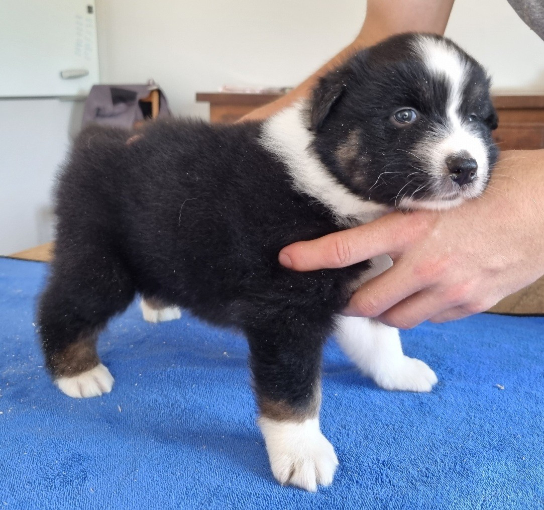 des hirondelles du voyage - Chiots disponibles - Berger Australien
